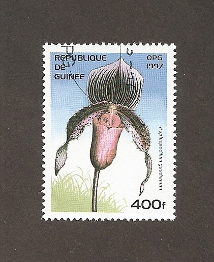 Flor Paphiopedilum gaudianum