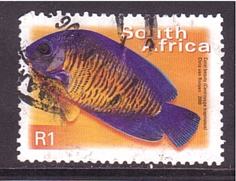 serie- Peces