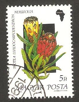 3267 - Flor protea lepidocarpodendron neriifolia