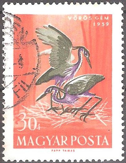 Garza Púrpura (Ardea purpurea).