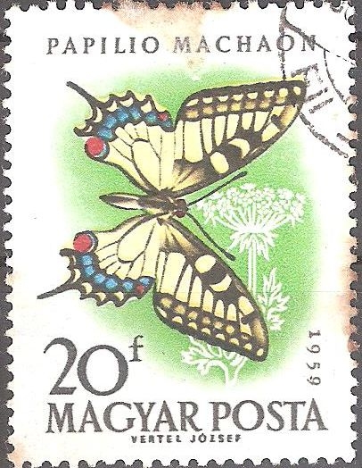 Mariposas-Cola de golondrina (papilio machaon).