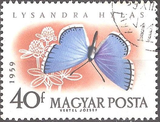 Mariposas-Adonis Blue (Lysandra hylas).