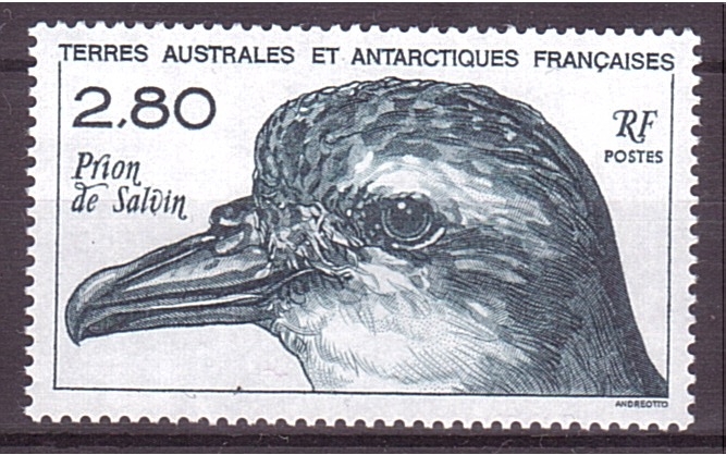 Petrel de Salvin