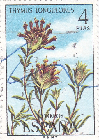 Thymus Longiflorus (37)