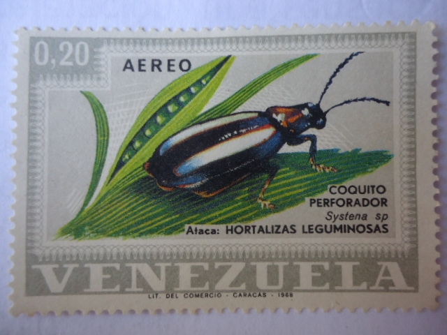 Coquito perforador-Escarabajos-Systena SP- Ataca Hortalizas leguminosas.