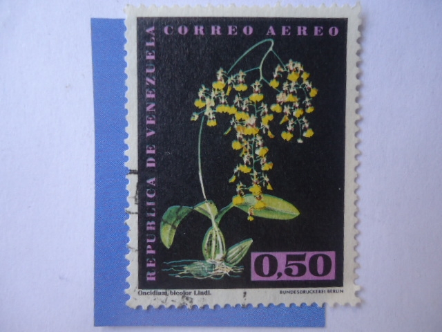 Orquidea - Oncidium Bicolor Lindl - Epidendrum Atropureum