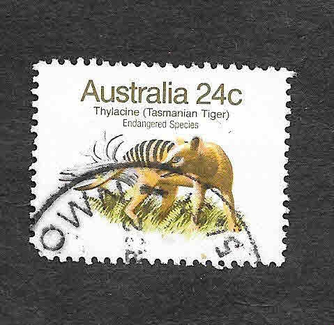 788 - Tigre de Tasmania