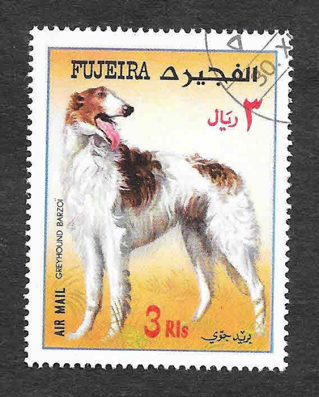 YtPA48C - Galgo Borzoi