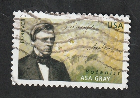4376 - Asa Gray, botánico