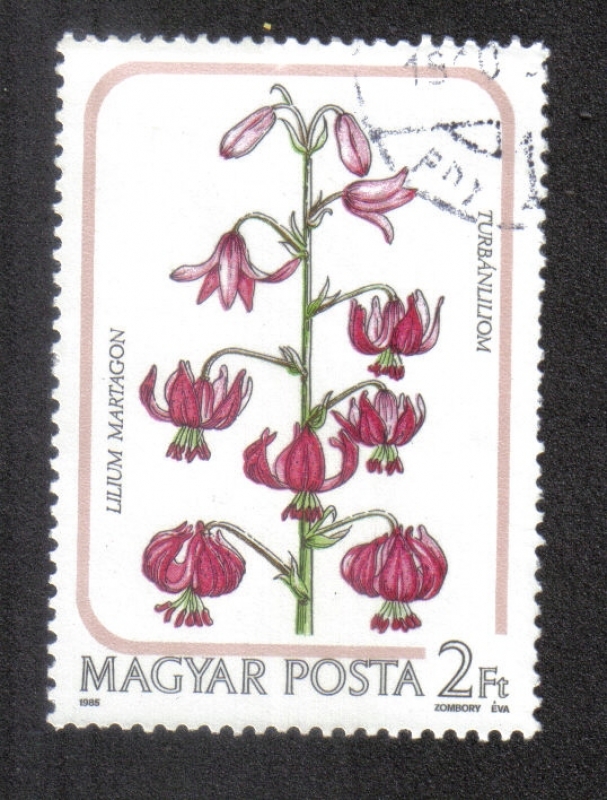 Flores: Lilium martagon