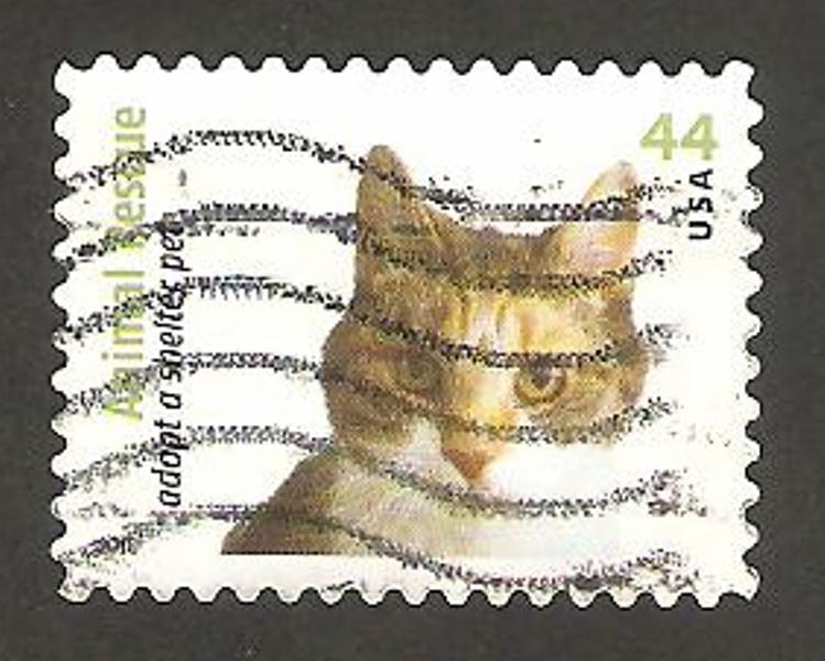 4274 - Adopción de perros y gatos abandonados, cabeza de gato tigre blanco