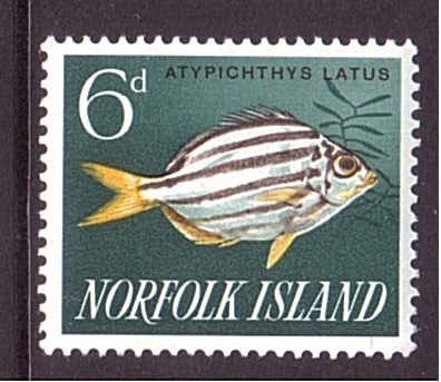 Atypichthys latus