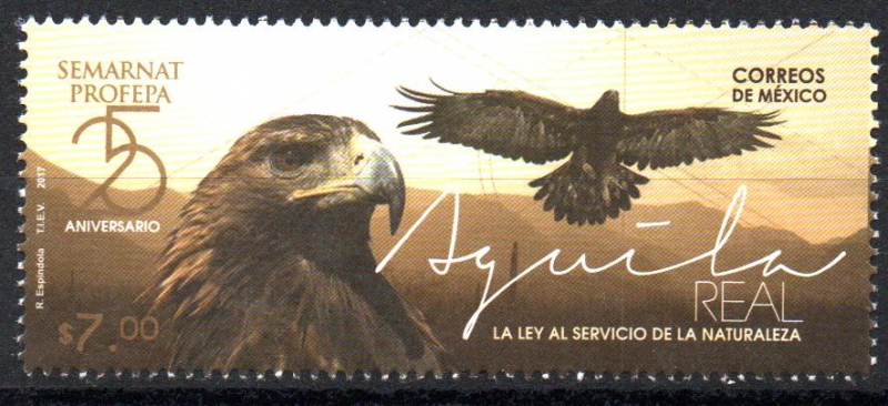 ÁGUILA  REAL