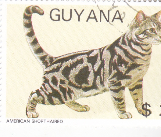 GATO AMERICAN SHORTHAIRED