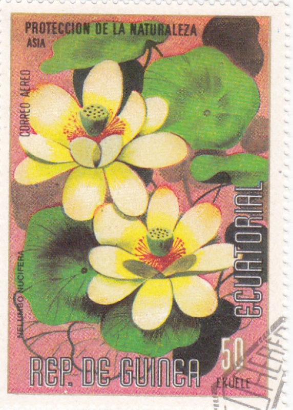 FLORES- NELUMBO NUCIFERA