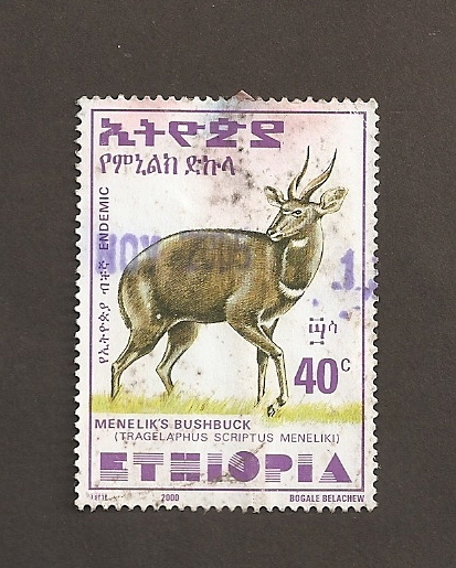 tragelaphus sriptus