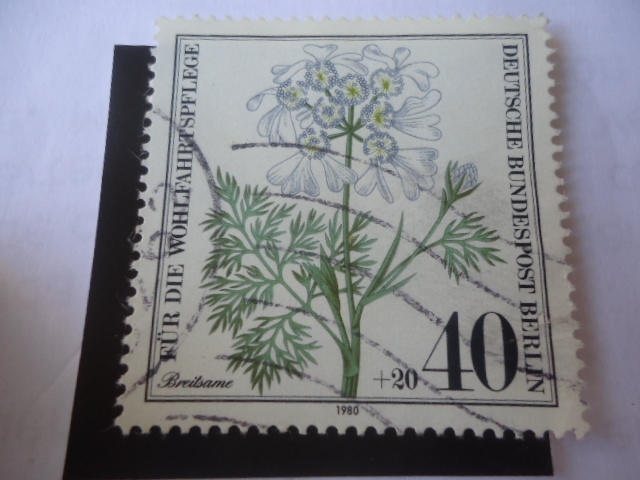 Orlaya Grandiflora - Breitsame. Alemania Berlín.