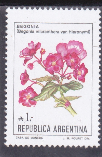 FLORES-BEGONIA 