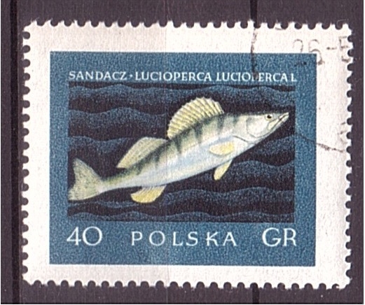 serie- Peces