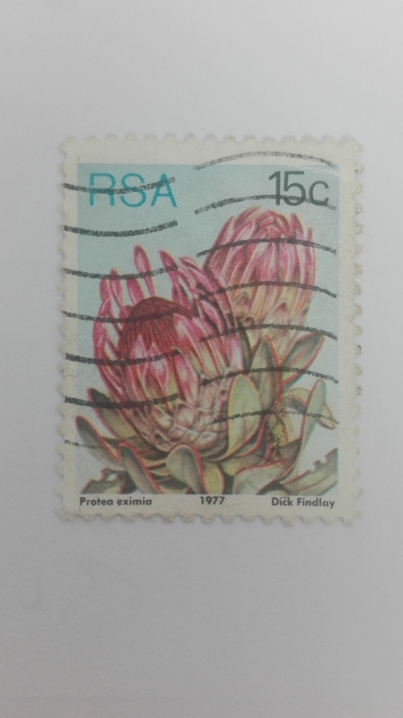Protea Eximia