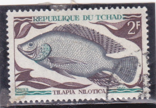 PEZ-TILAPIA NILOTICA