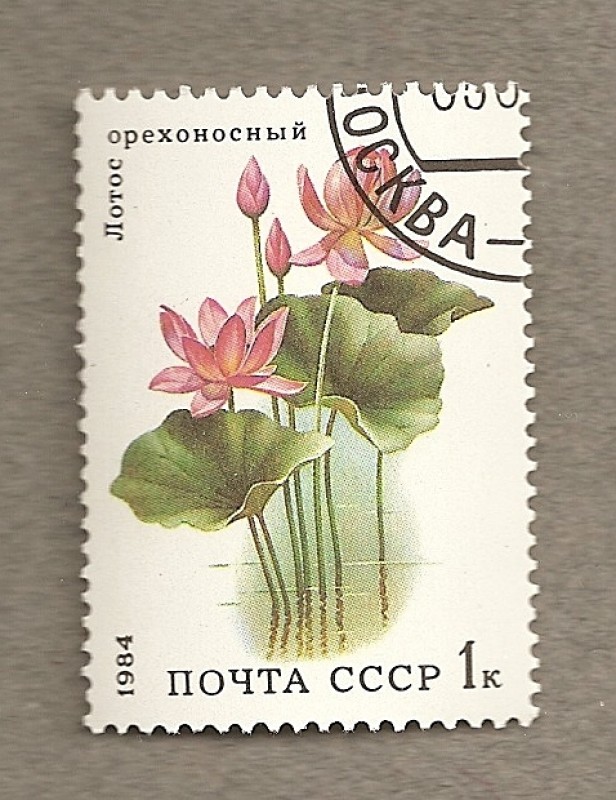 Plantas acuáticas, Lotus