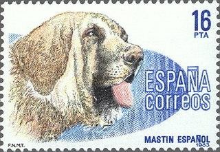 2712 - Perros de raza española - Mastín español