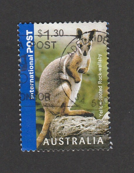 wallaby de pies amarillos