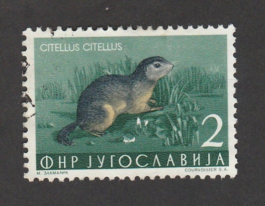 Citellus citellus