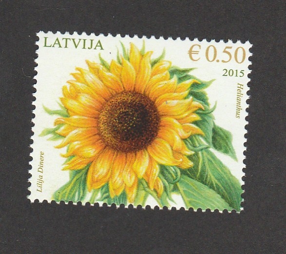 Girasol