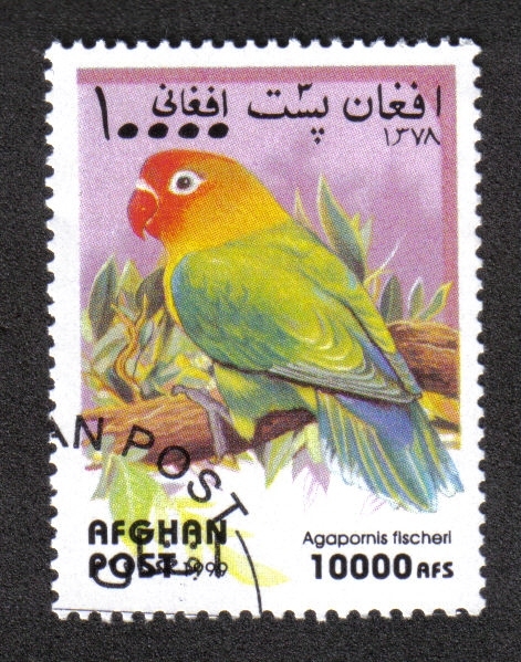 Loros, Fischer's Lovebird (Agapornis fischeri)