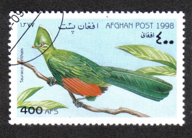 Pájaros, Knysna Turaco (Tauraco corythaix)