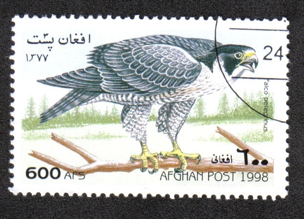 Pájaros, Halcón Peregrino (Falco peregrinus)