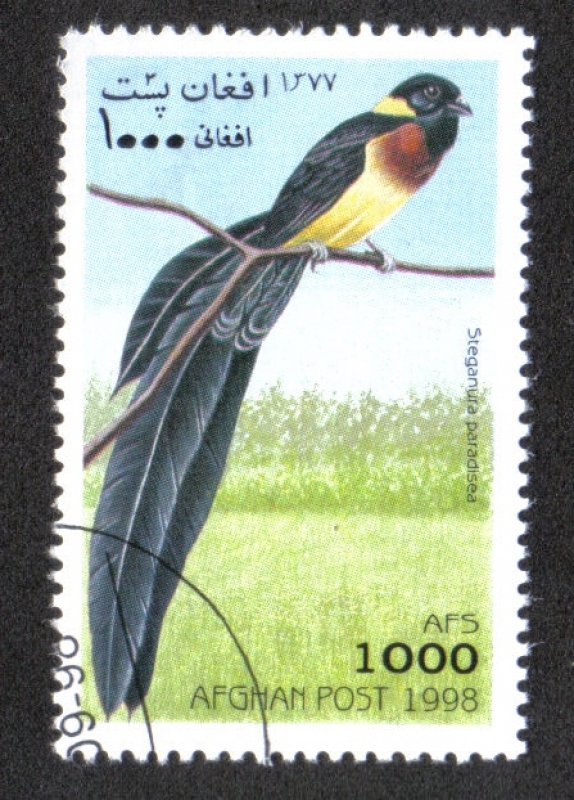 Pájaro, Paradise Willowbird (Stegura paradise)