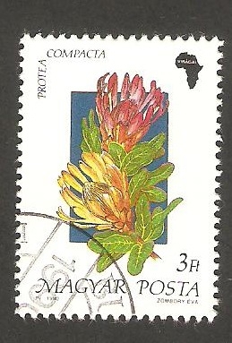 3265 - Flor protea compacta