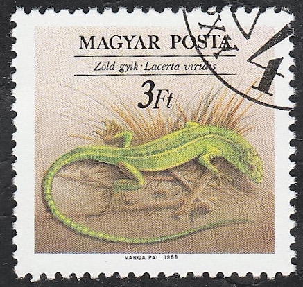 3224 - Reptil lacerta viridis