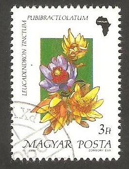 3263 - Flor leucadendron tinchum pubibracteolatum
