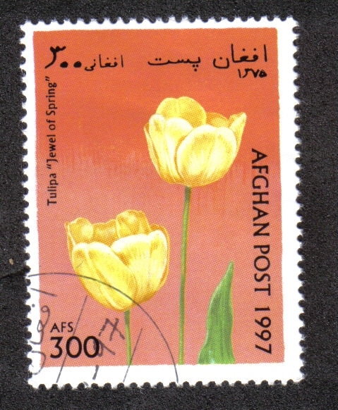 Tulipanes