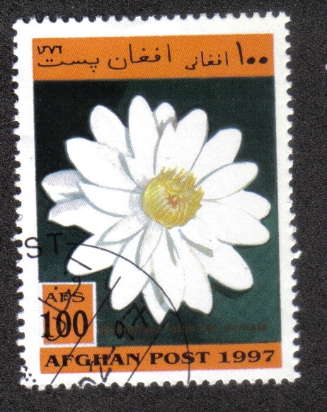 Plantas Acuaticas, Loto egipcio (Nymphaea lotus)