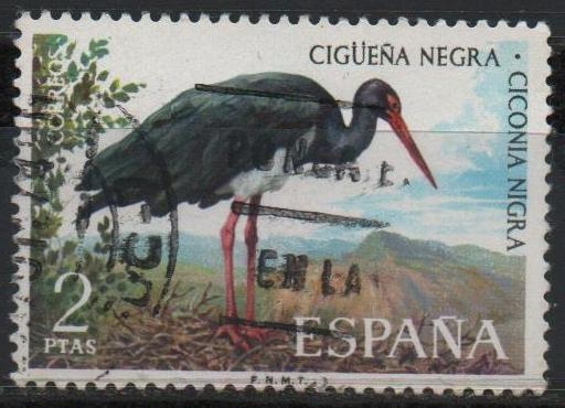 Cigüeña negra