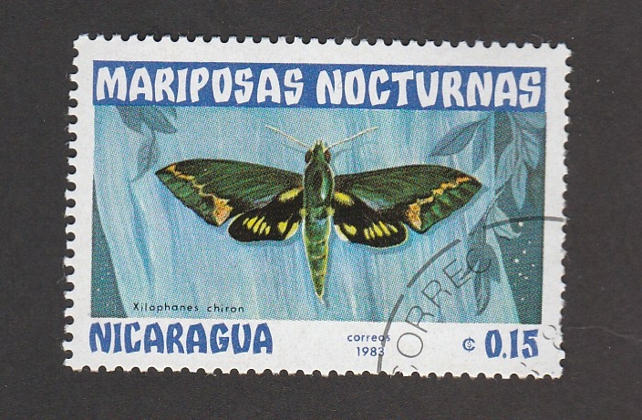 Mariposa nocturna Xilophanes