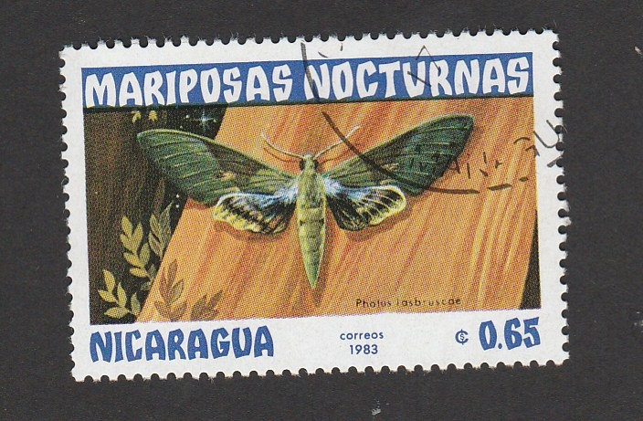 Mariposa nocturna Pholus