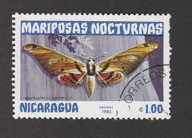 Mariposa nocturna Amphypterus