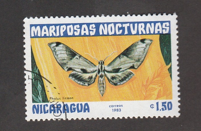Mariposa nocturna Pholus licaon