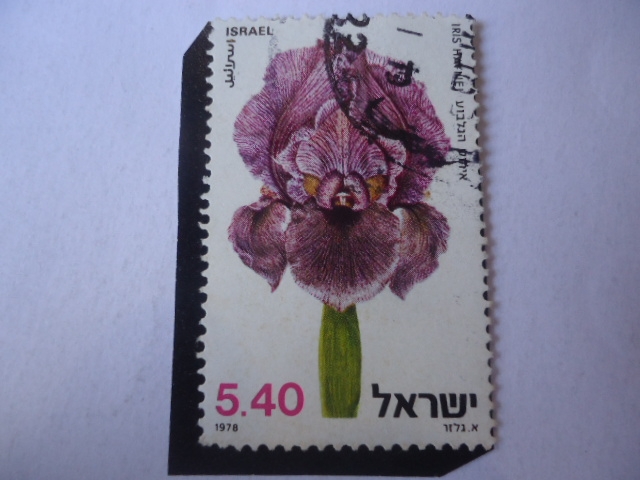 Iris Haynei - (Giboa Iris)