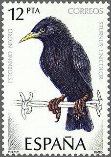 2822 - Pájaros - Estornino negro