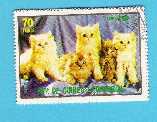 GATOS  GUEPARDOS