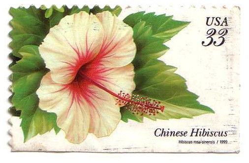 Chinese Hibiscus