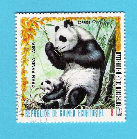 GRAN  PANDA  DE  ASIA