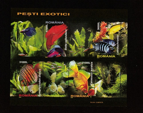 Labidochromis